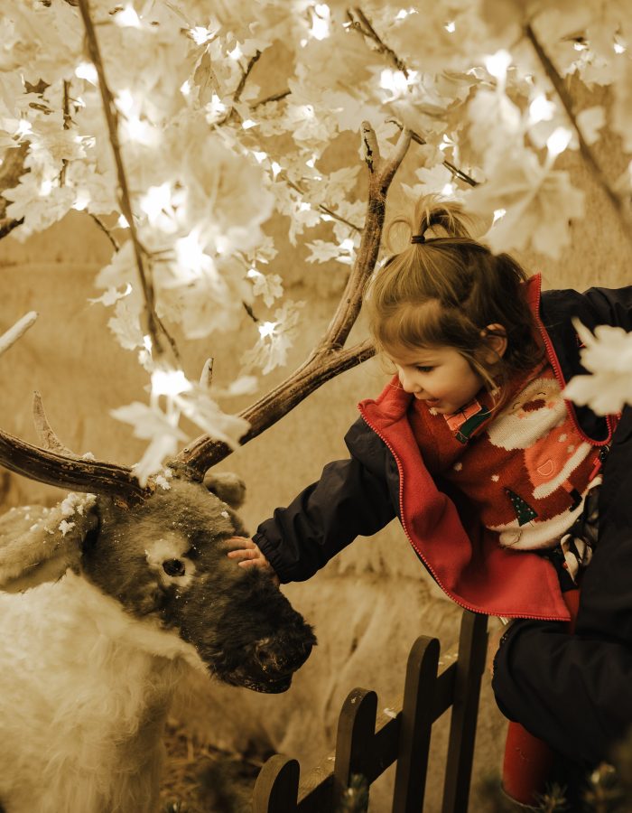 Christmas at Tapnell Tapnell Farm Park reindeer